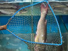 -清真·拉菲尔鱼庄(钟楼回民街店)