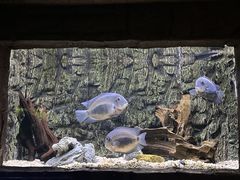 -上海海洋水族馆