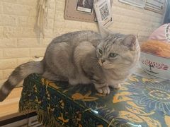 -平行世界·猫咖(首经贸店)