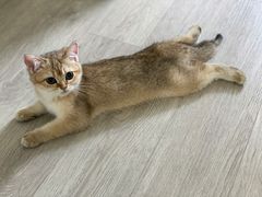 -猫大福·Fortune Cat猫舍(百子湾店)