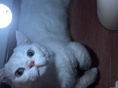 -瑞派宠物医院·犬猫全科·猫友好(宾水西道店)