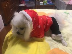 -爱侣宠医·鹦鹉专科·小型哺乳类·异宠专科(灵石路店)