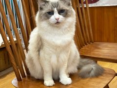 -是阿柴呀！柴犬咖啡·爱喵喵猫咖