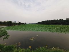 -月湖风景区