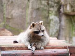 -杭州野生动物世界