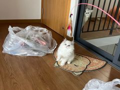 -小猫来了·猫舍(红山六九七九店)