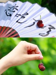 -太湖雪蚕桑文化园
