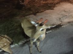 -清迈夜间动物园