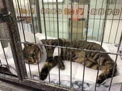 -达爱动物医院·犬猫分区·CT·复杂眼科(远洋山水分院)