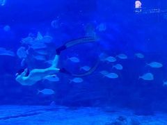 -烟台海昌鲸鲨海洋公园