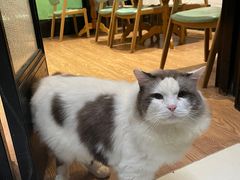 -猫色咖啡·猫咖