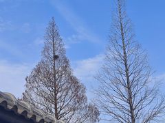 -香雪海