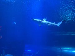 -太平洋海底世界