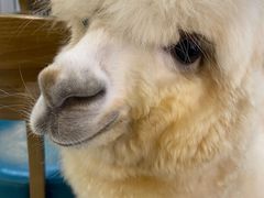 -爱诺耐芙动物医院(万博店)