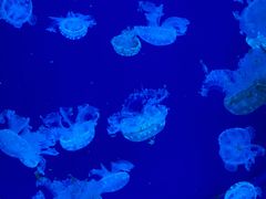 -沈阳海洋探索中心