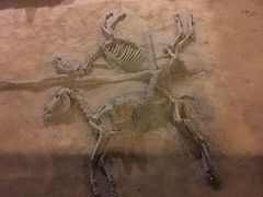 -洛阳周王城天子驾六博物馆