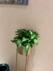 -薇兰专业脱毛连锁机构