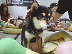 -逗柴咖啡屋·狗咖猫咖宠物桌游