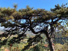 -北京西山国家森林公园