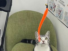 -北京恒爱动物医院(清景园分院)