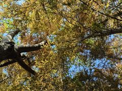 -桤木河湿地公园