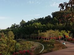 -银湖山郊野公园-相思林