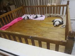 熊猫宝贝-成都大熊猫繁育研究基地