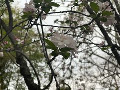 -莫愁湖公园