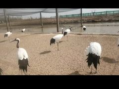 -盐城丹顶鹤湿地生态旅游区
