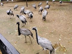 -秦皇岛野生动物园