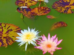 -国家植物园南园