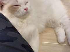 -momokira米努特·德文卷毛猫·棉花面纱犬