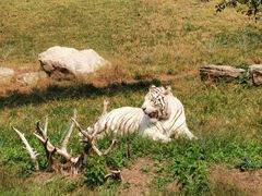-北京野生动物园