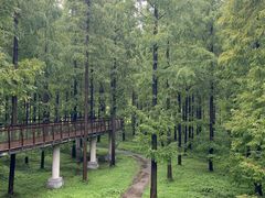 -黄海国家森林公园