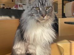 -瞄一喵猫咖(格力海岸店)