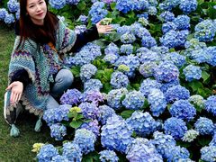 -荷兰花海