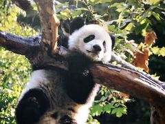 -红星兔丁(武侯祠店)