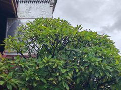 -西双版纳总佛寺