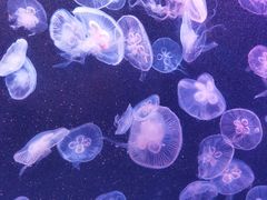 -大连老虎滩海洋公园