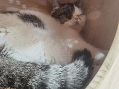 -喵园·猫主题咖啡厅·撸猫·猫咖(国贸店)