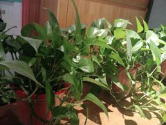 -肉串汪(望京店)