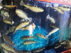 -肆月河豚·新淮扬(金融街店)