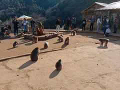 -岚山猴子公园