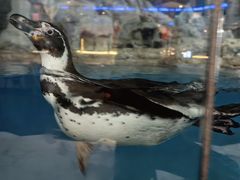 -帝企鹅自助餐厅•儿童岛•真企鹅(长隆企鹅酒店)