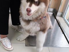 -宠福鑫康馨动物医院·骨科·眼科