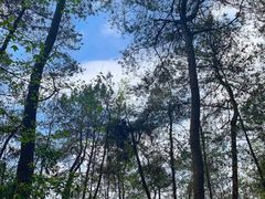 -铁山坪森林公园