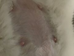 -灵美宠物诊所