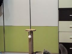 -宠物星动物医院·眼科·异宠·猫科(江南大道总院)