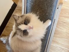 -滚猫咖啡·猫咖·猫友好撸猫(未来城店)