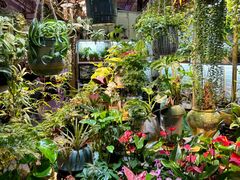 -花鸟鱼虫鲜花绿植市场(玉泉路店)